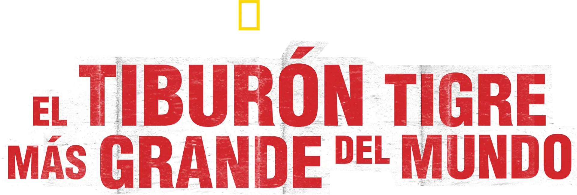 El tiburón tigre más grande del mundo