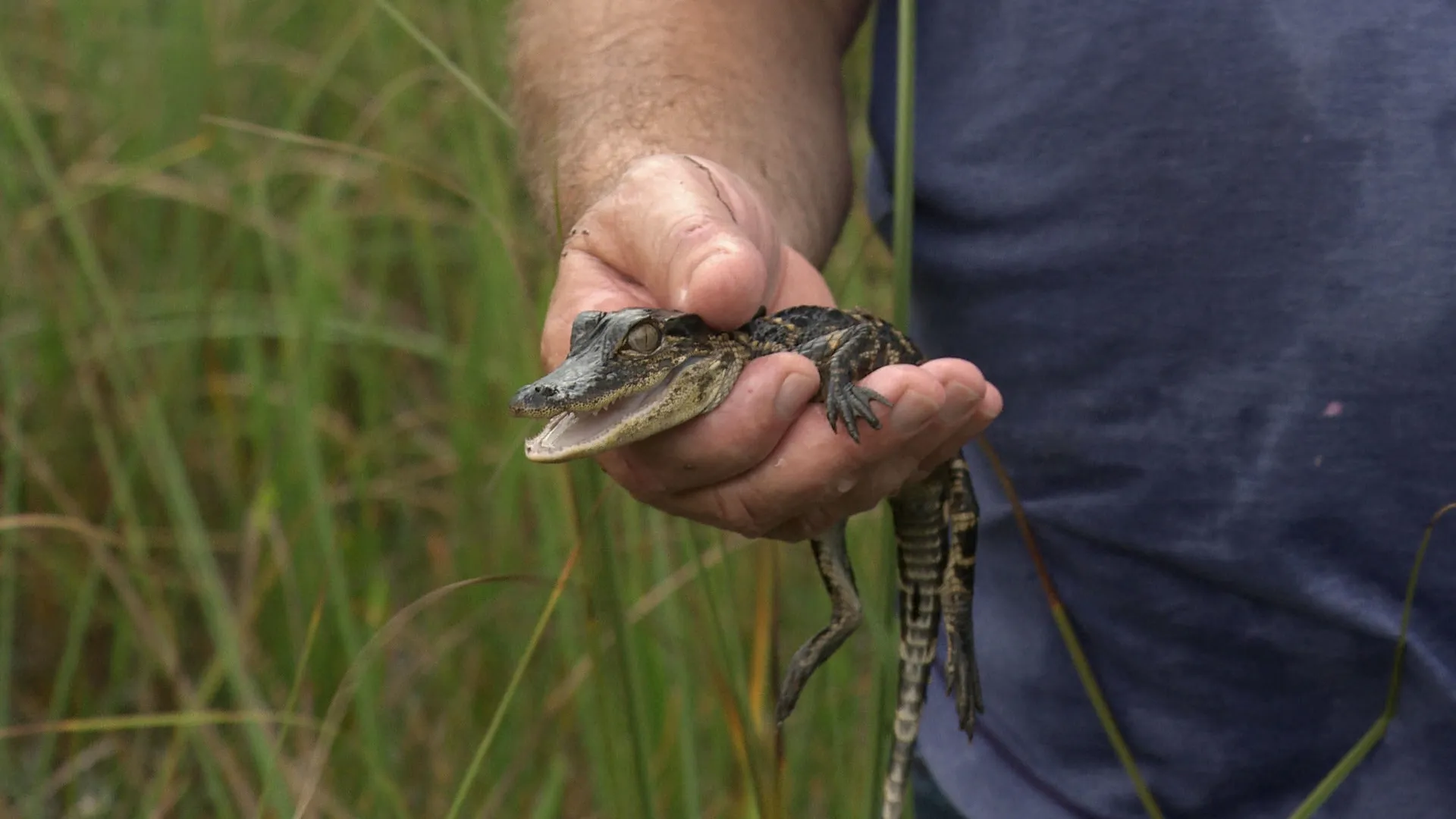 thumbnail - S2:E4 Gators and Ghost Towns