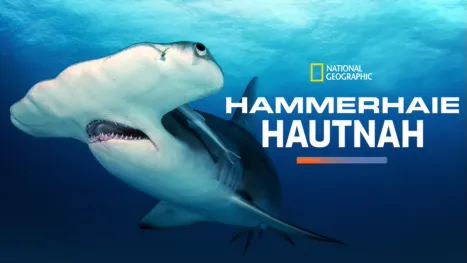 thumbnail - Hammerhaie hautnah