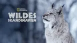 thumbnail - Wildes Skandinavien