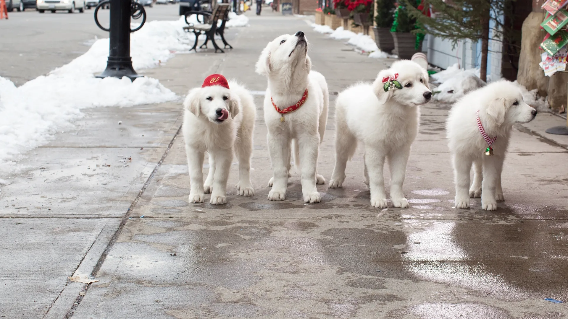 Santa Can 2: Los cachorros de Santa 