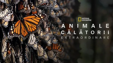 thumbnail - Animale grozave