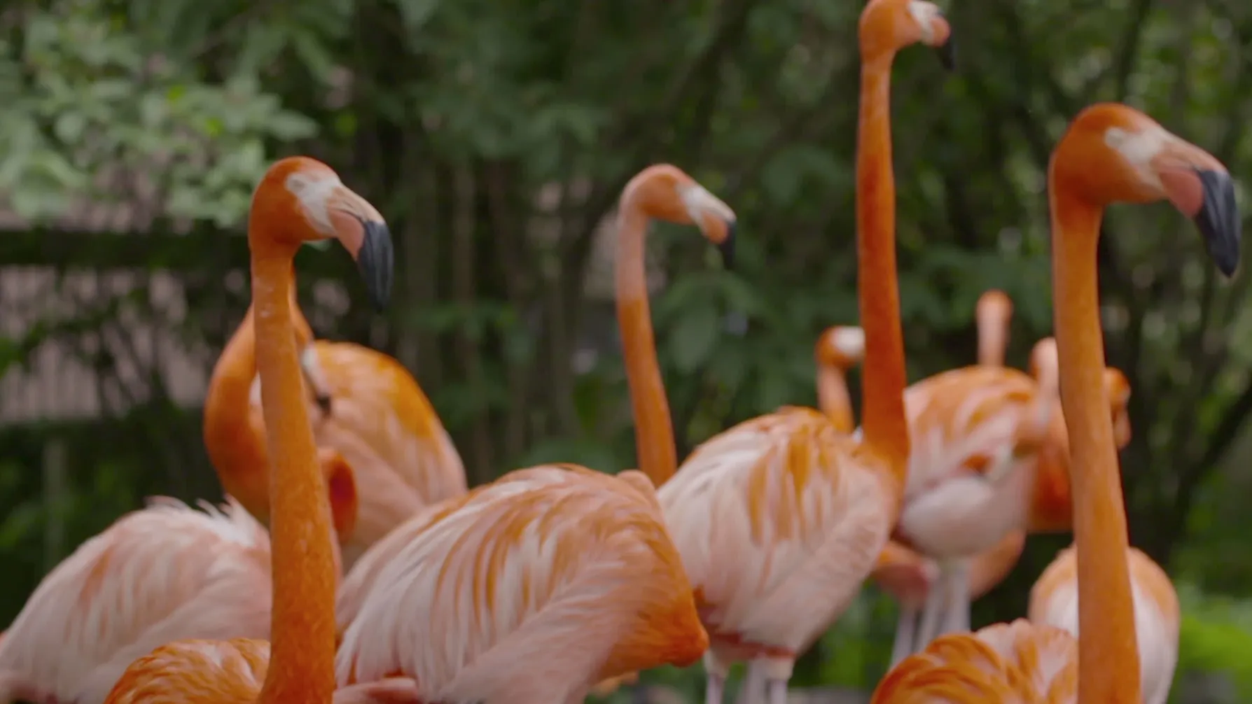 thumbnail - S3:E3 Flock of Flamingos