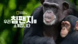 thumbnail - 우리 침팬지를 소개합니다