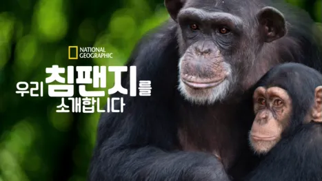 thumbnail - 우리 침팬지를 소개합니다