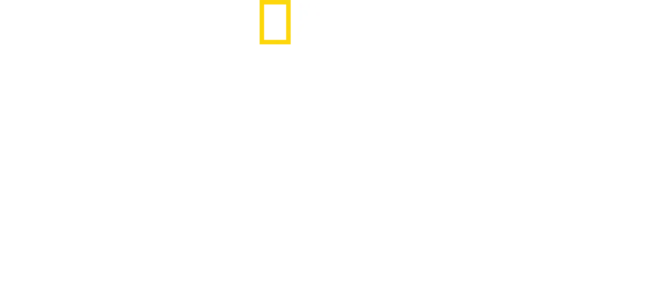 태국의 야생 고양잇과 동물들