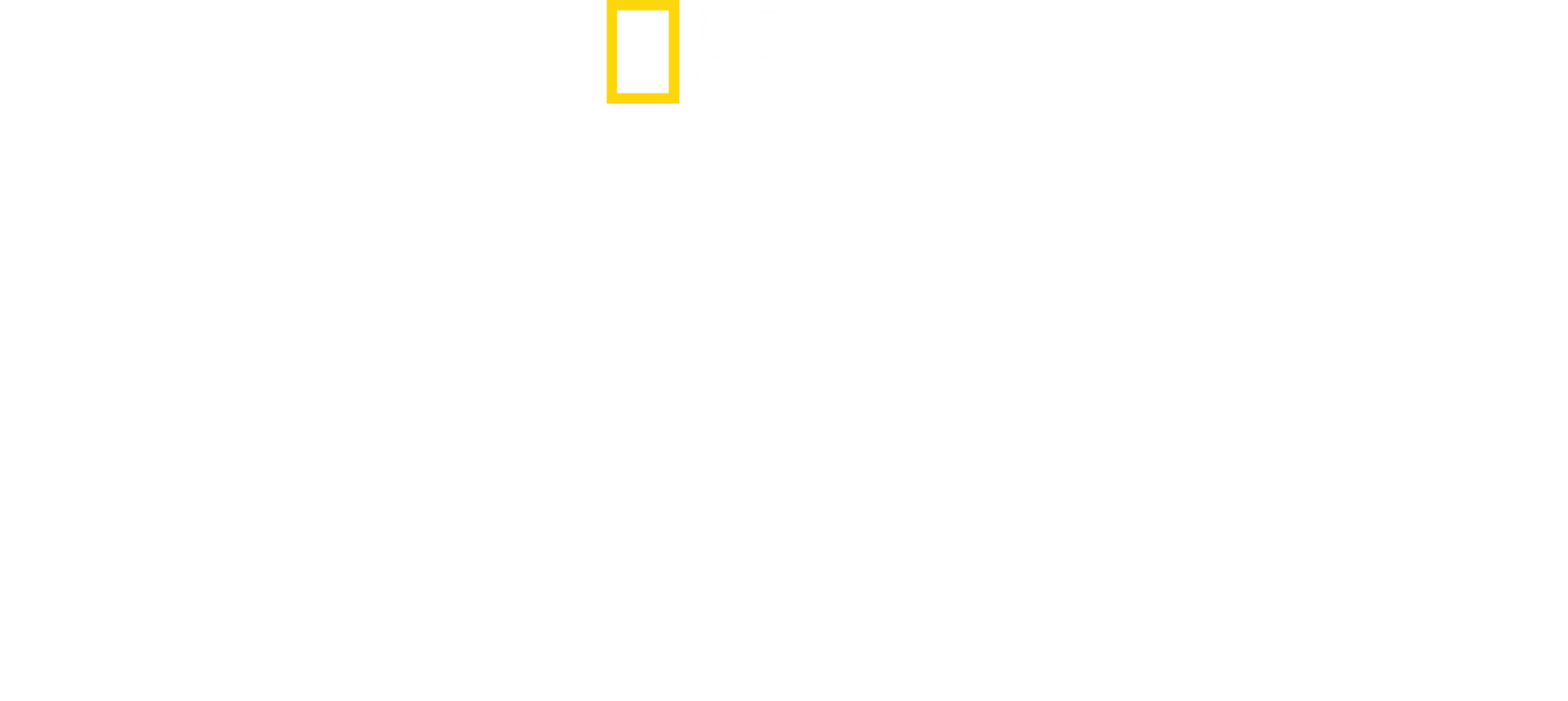 태국의 야생 고양잇과 동물들
