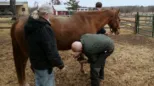 thumbnail - The Incredible Dr. Pol S8:E7 Piggin' in The Rain