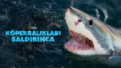 Köpekbalıkları Saldırınca