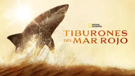 thumbnail - Los tiburones del mar Rojo