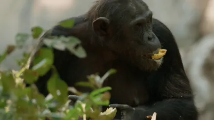 Lake Tanganyika: Africa's Blue Heart