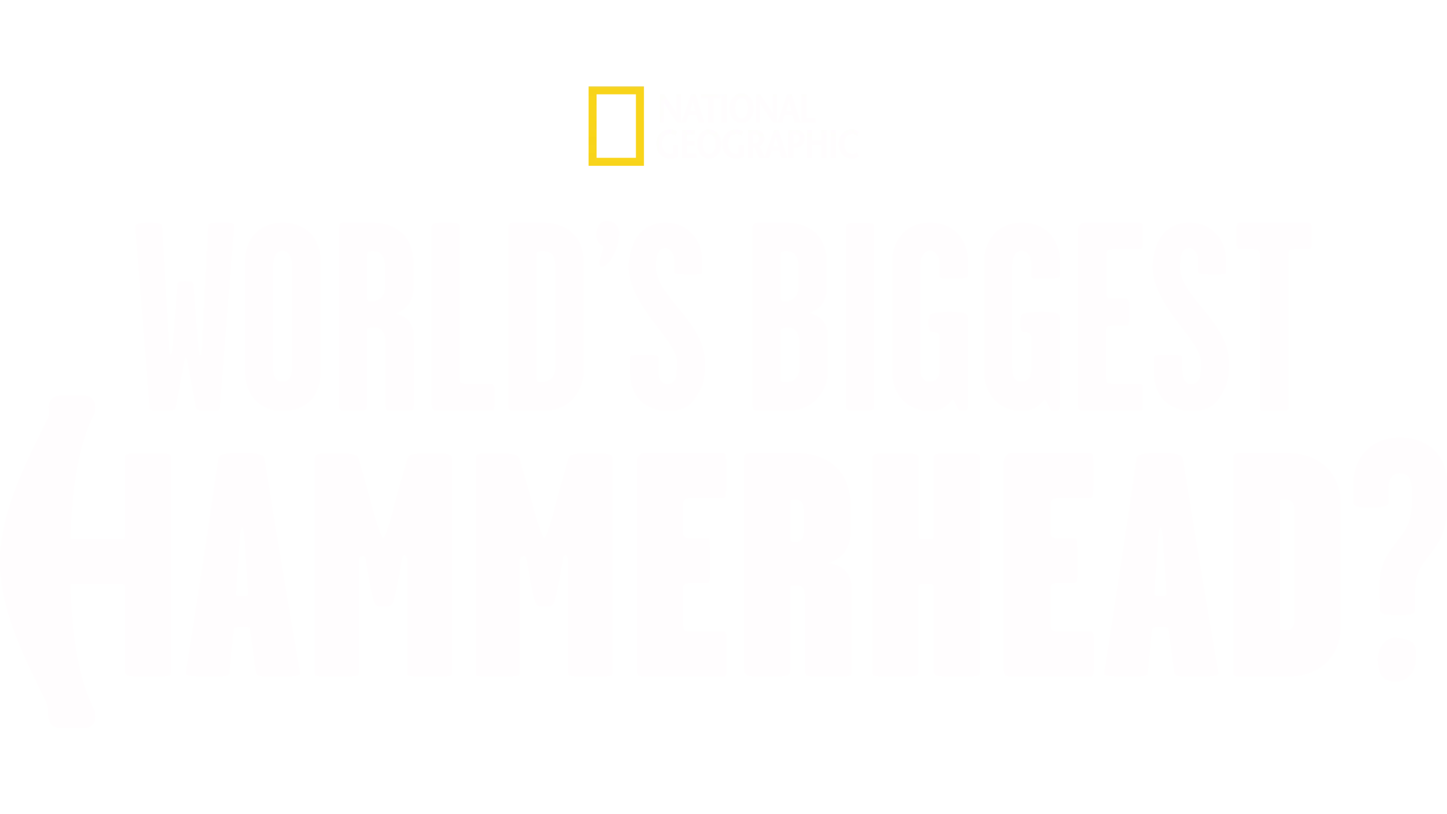 World's Biggest Hammerhead?