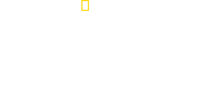 World's Biggest Hammerhead?