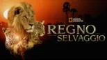 thumbnail - Regno selvaggio