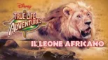 thumbnail - Il Leone Africano