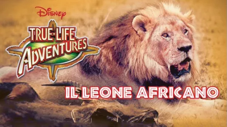 thumbnail - Il Leone Africano