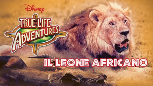 thumbnail - Il Leone Africano