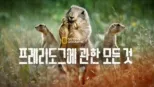 thumbnail - 프레리도그에 관한 모든 것