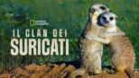 thumbnail - Il Clan Dei Suricati