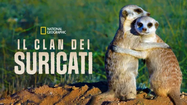 thumbnail - Il Clan Dei Suricati