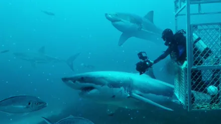 Super Shark Highway
