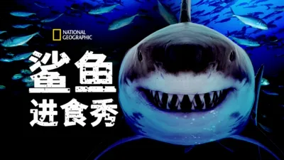 鲨鱼进食秀