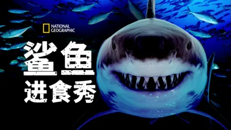 thumbnail - 鲨鱼进食秀