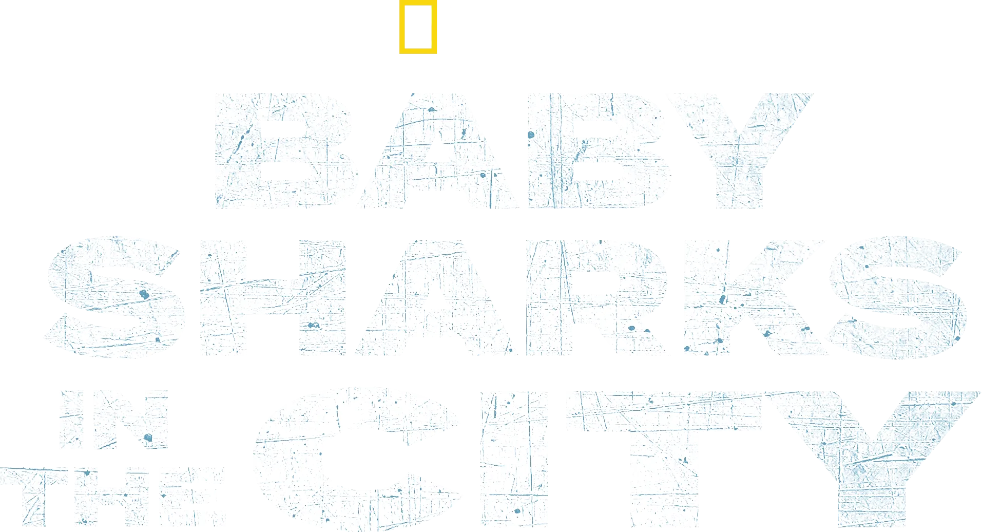 Baby Sharks in the City