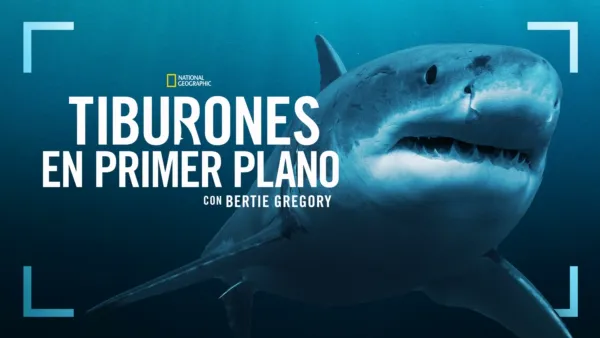 thumbnail - Tiburones de cerca con Bertie Gregory