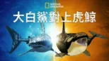 thumbnail - 大白鯊對上虎鯨