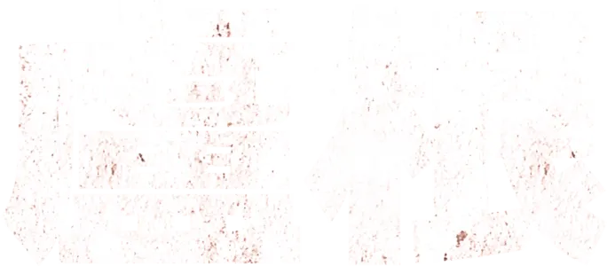 盧根