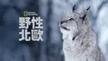thumbnail - 野性北歐