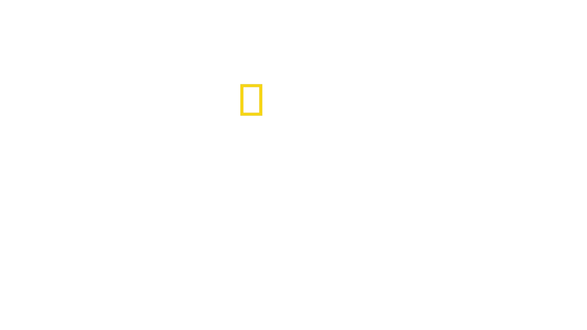 Tubarão: Espécie Espetacular