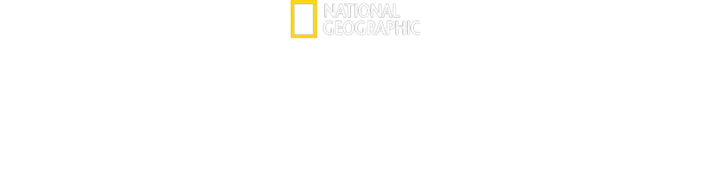Tubarão: Espécie Espetacular