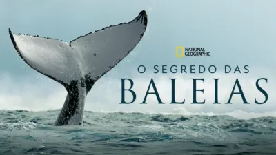 O Segredo das Baleias