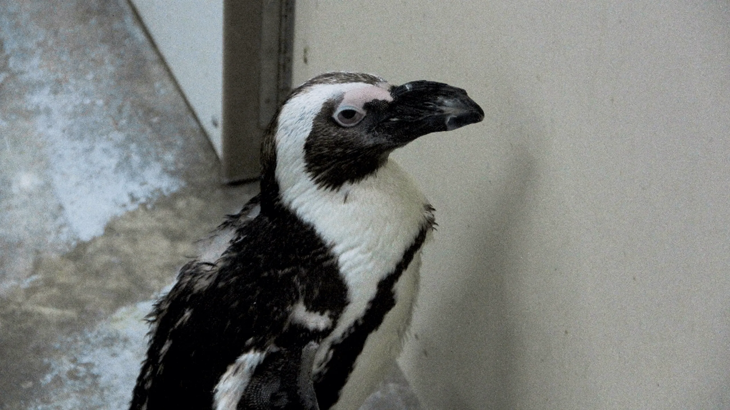 thumbnail - S2:E2 Penguin's New Do
