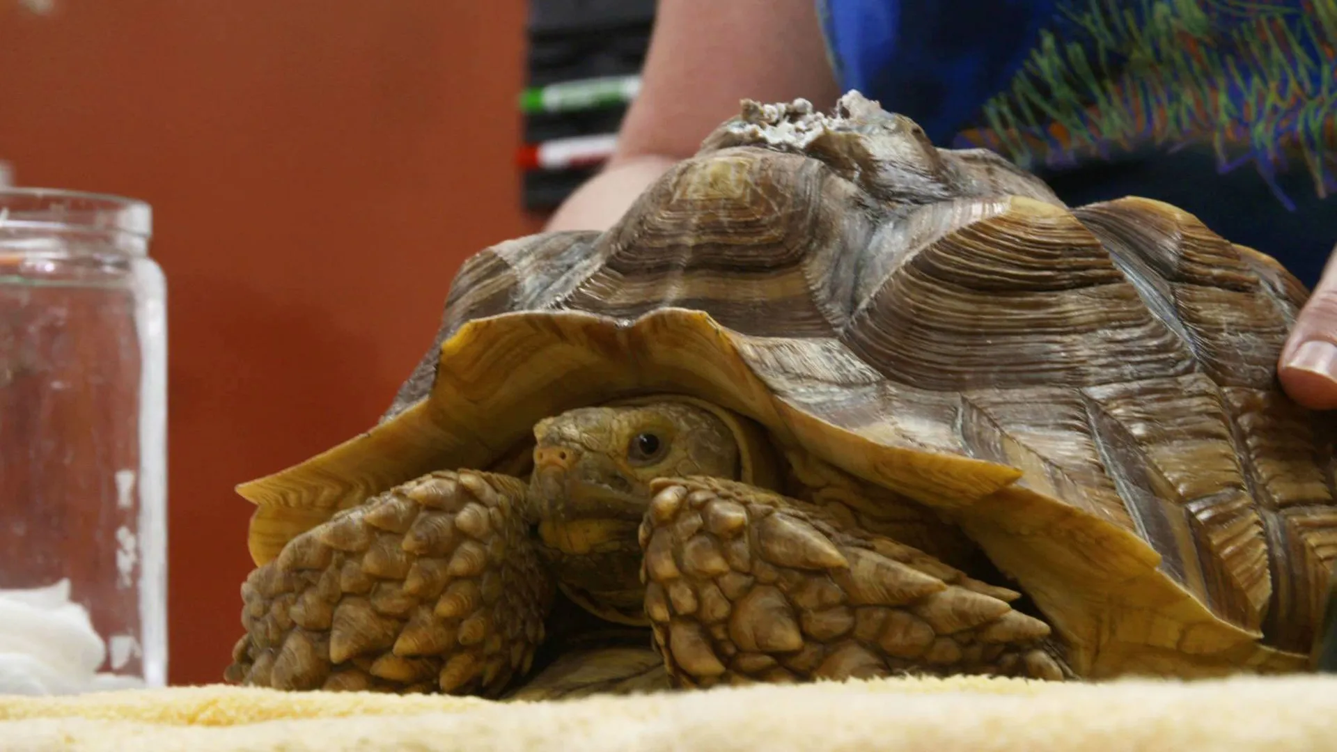thumbnail - S3:F3 Hund gegen Schildkröte