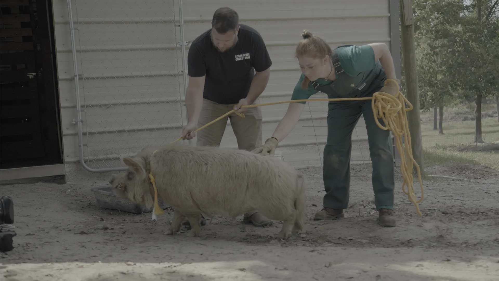 thumbnail - S4:E11 A Helping Hammy