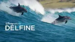 thumbnail - Delfine