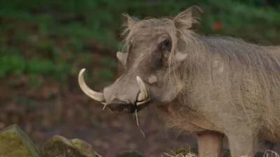 thumbnail - S2:E9 Giant Leap for Rhinokind