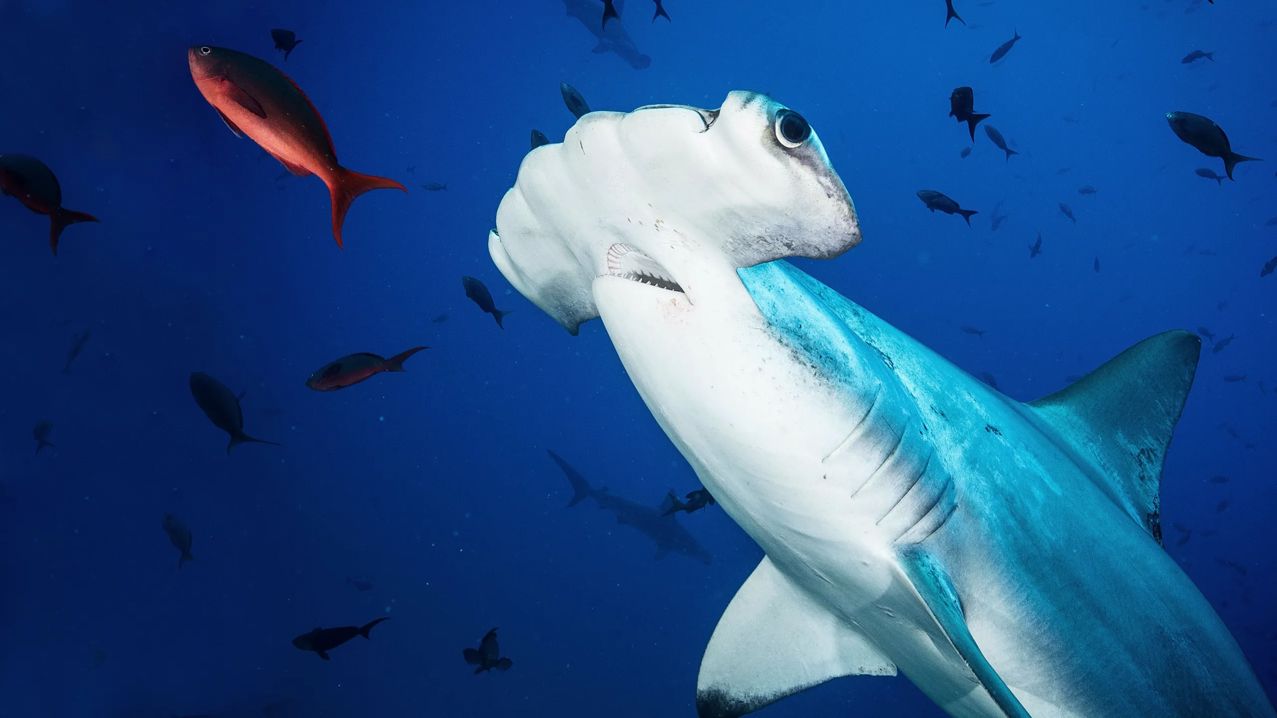 Untamed Costa Rica