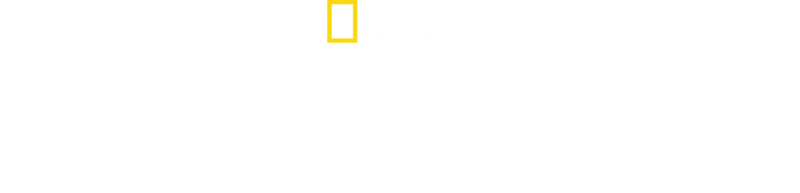 ナイトクローラー