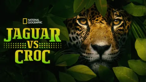 thumbnail - Jaguar vs. Croc