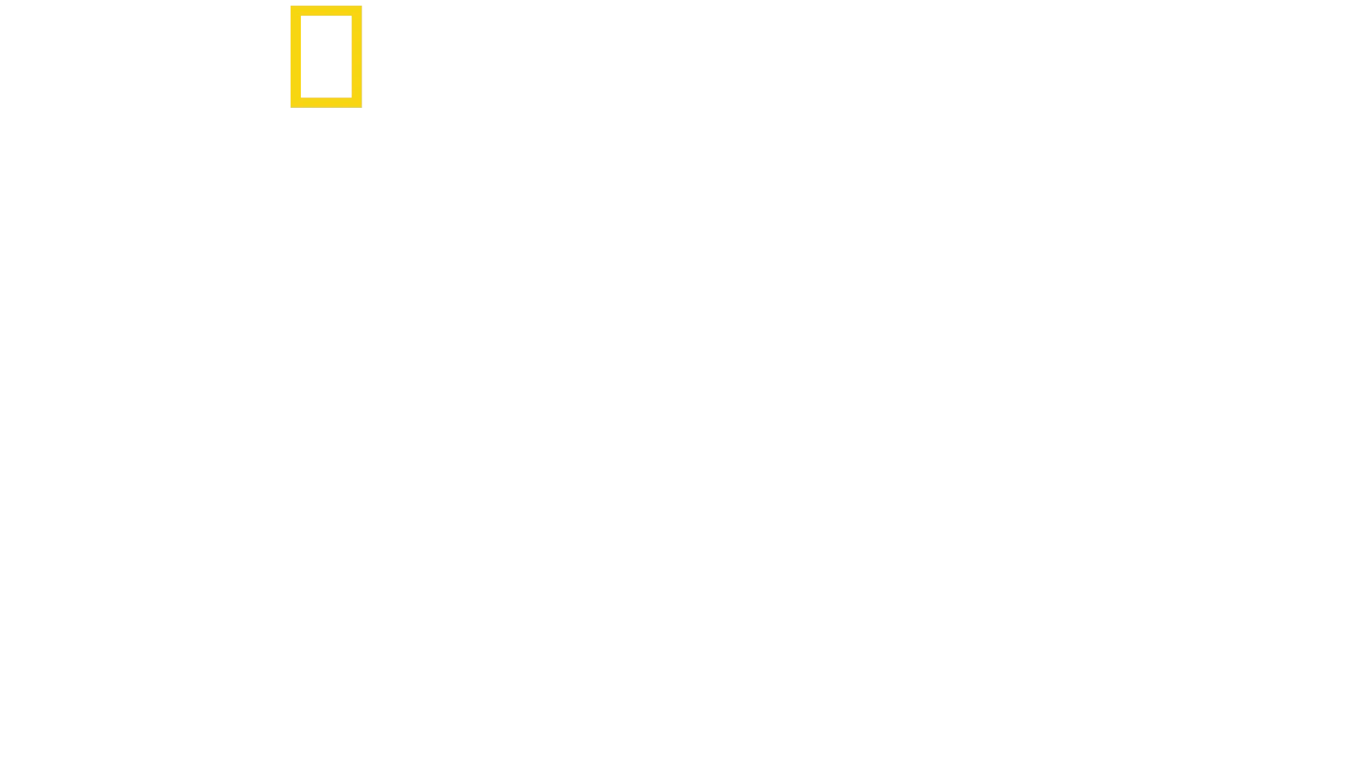 Delfine hautnah mit Bertie Gregory