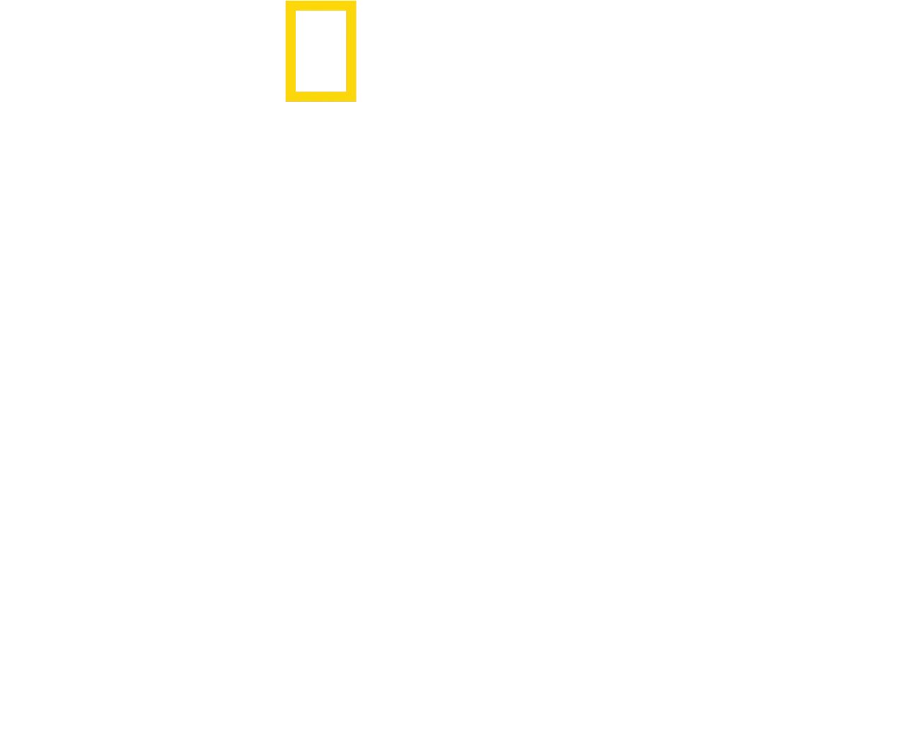 Delfine hautnah mit Bertie Gregory