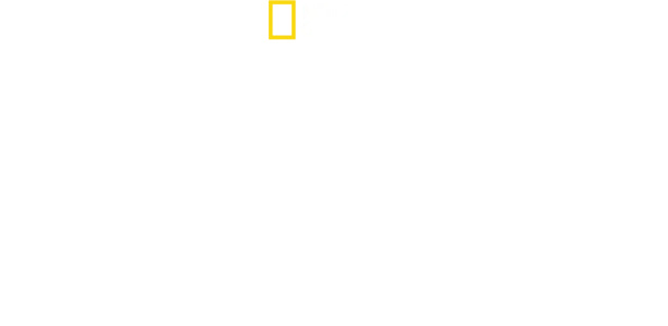 泰国野生大猫