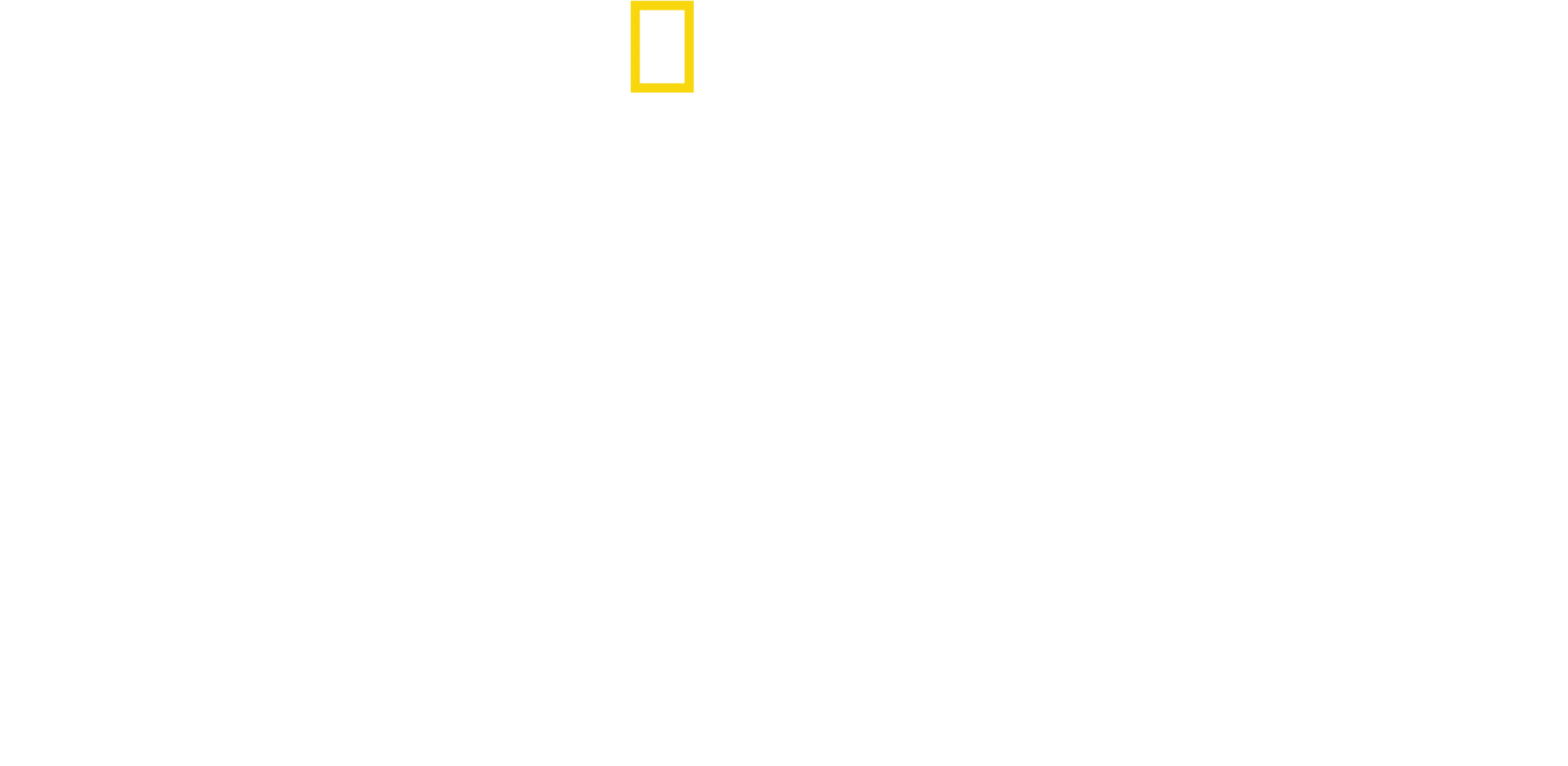 泰国野生大猫