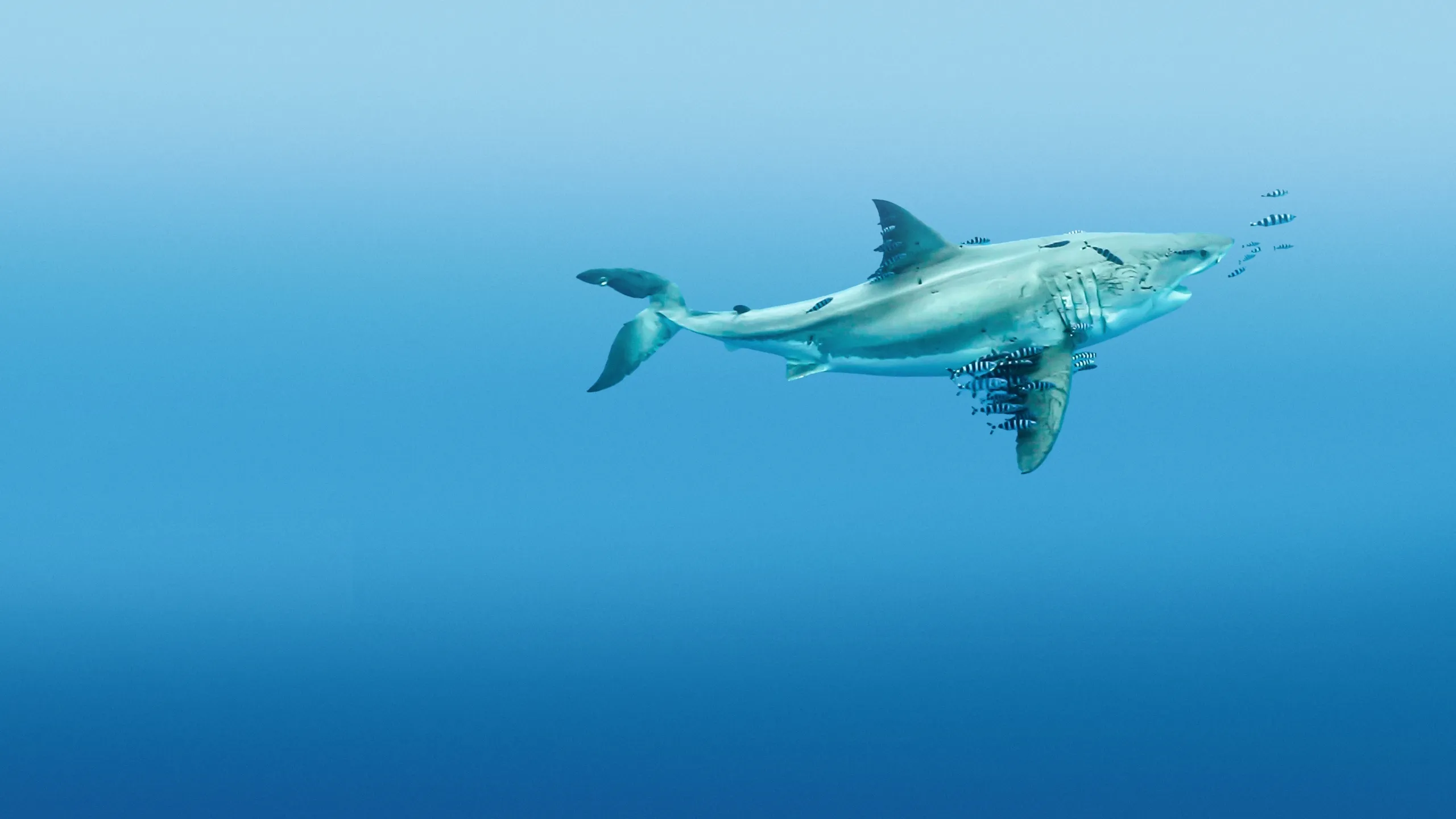 Most Wanted Sharks