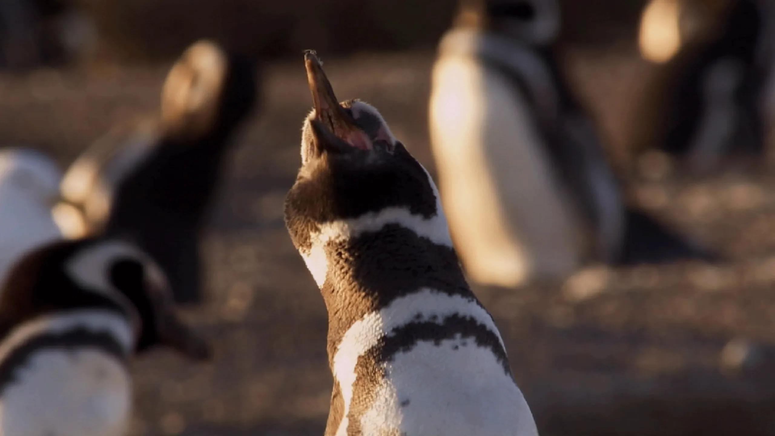 thumbnail - S1:E6 Penguin Playtime