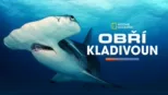 thumbnail - Obří kladivoun